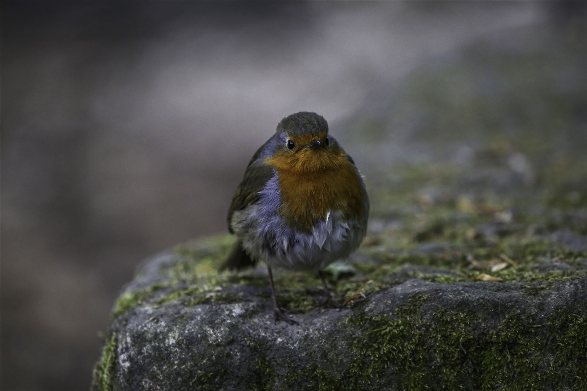 Robin -  by David Morton Photography