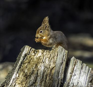 Red Squirrel - 