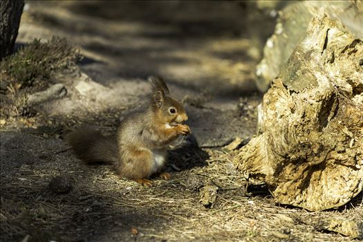 Red Squirrel - 